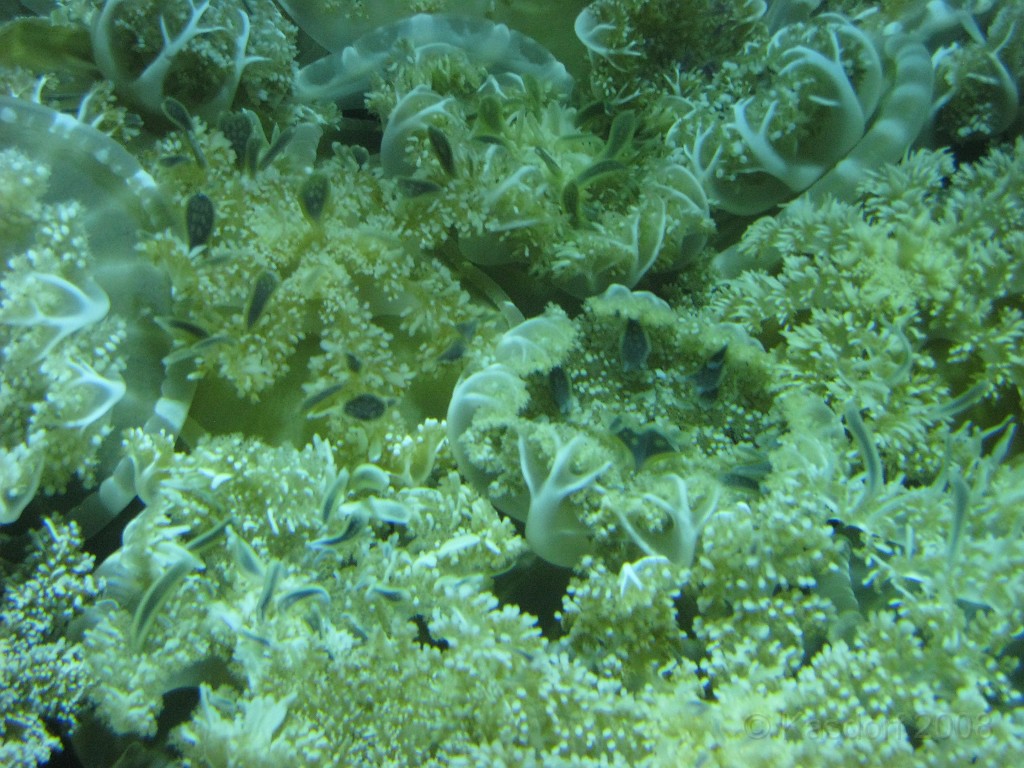 Baltimore MD 2009 1090.jpg - A 4th of July trip to Washington DC in 2009 included a stop in Baltimore MD to see the National Aquarium.